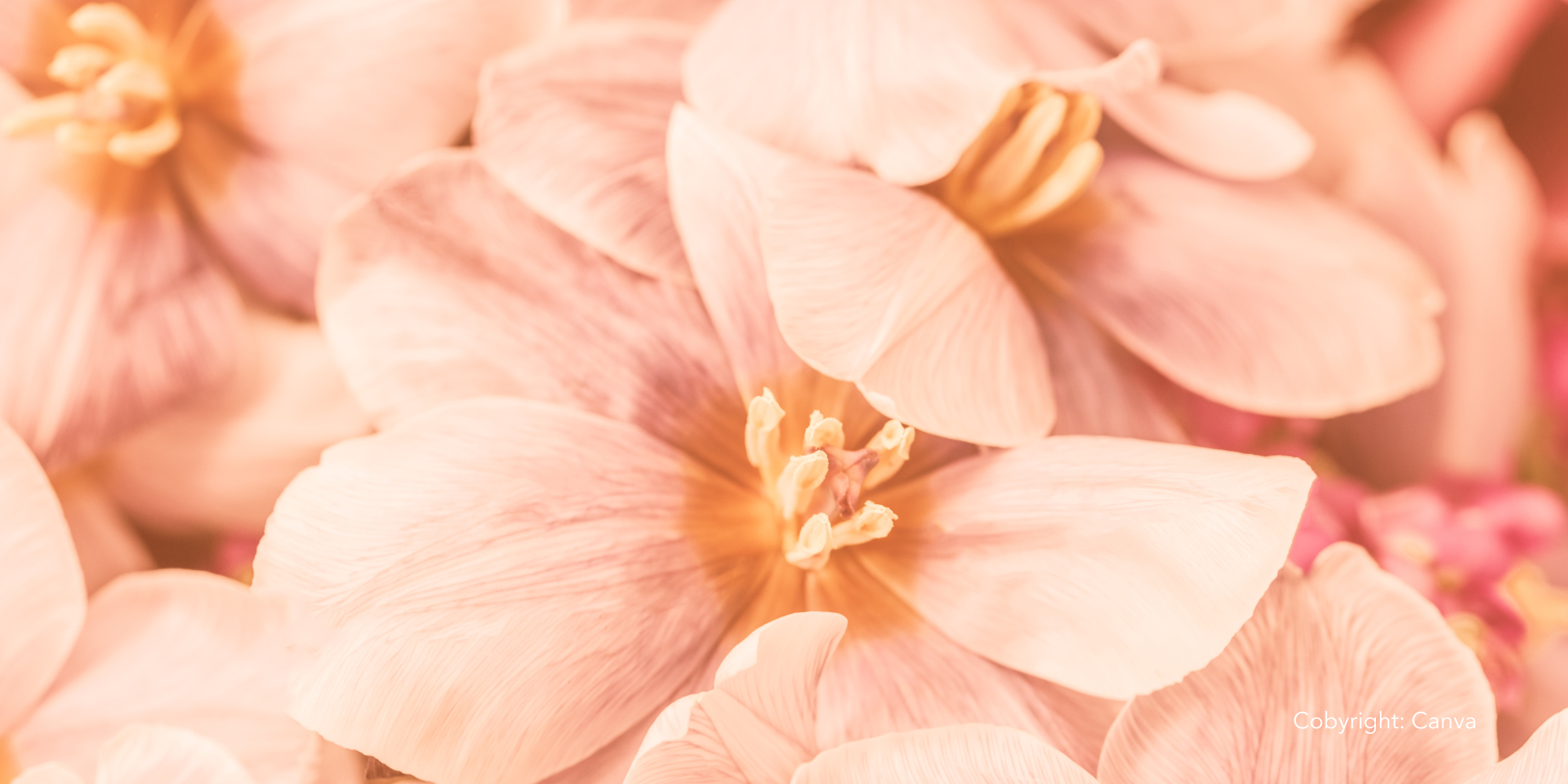 TRENDFARBE - PEACH FUZZ 2024